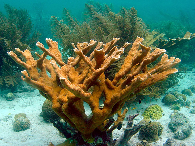 Coral diseases under the microscope