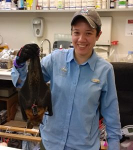 Dr. Sanchez poses with a grey-headed flying fox, a large fruit bat